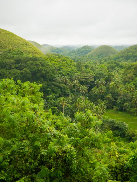 Bohol : chocolate hills