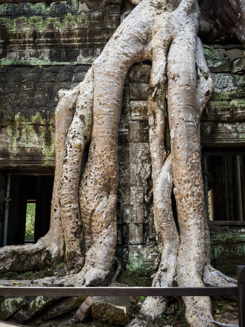 Temple de Ta Prohm au Cambodge