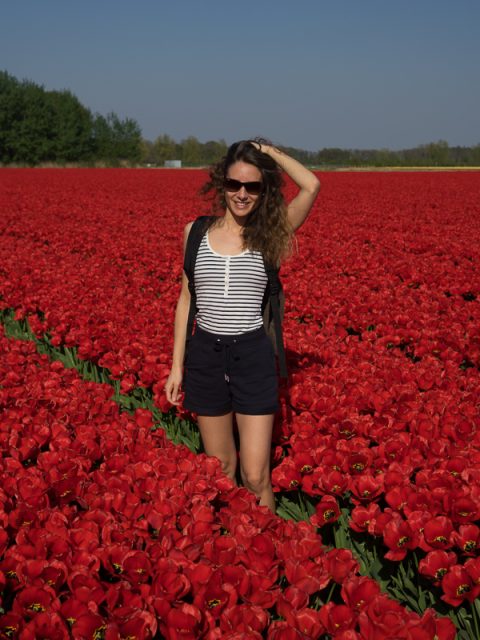 Tulipes Hollande Keukenhof